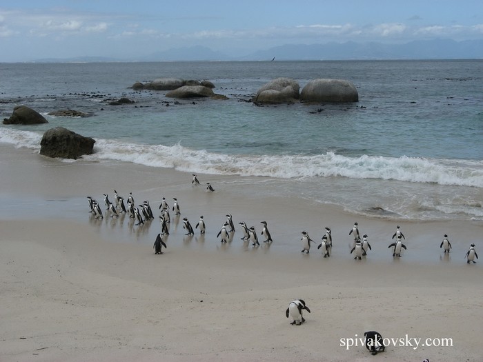 Парад пингвинов. Новая Зеландия