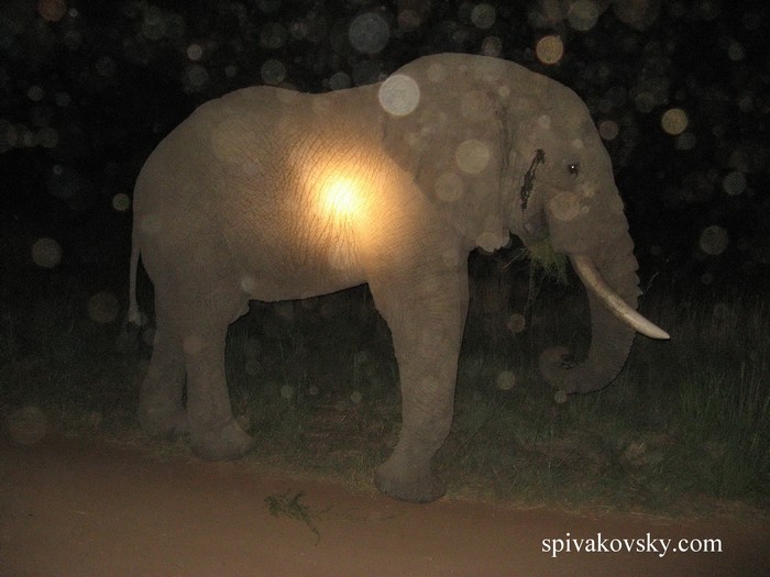 Слон на дороге ночью. ЮАР